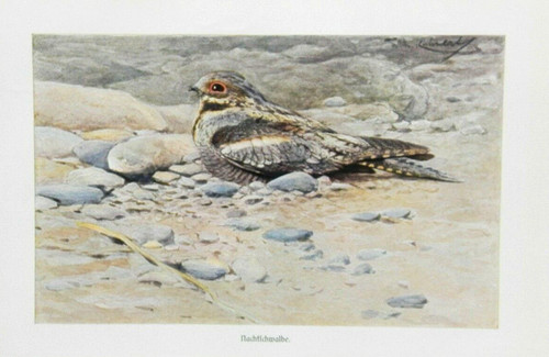 Nachtschwalben - , (caprimulgidae)