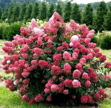Hortensie DIAMANT ROUGE Rispenhortensie Weis/ Rot Hydrangea paniculata