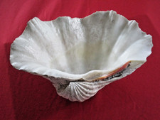 Tridacna gigas 33 cm - sehr schöne echte Muschelschale