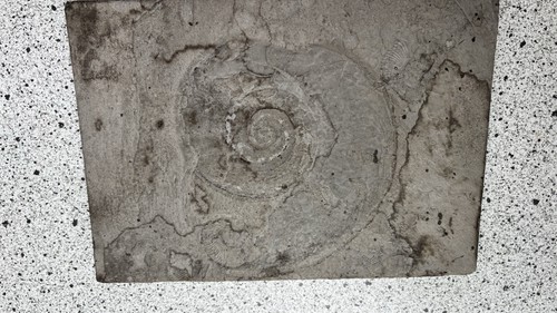 Ammonit tierfossil matrix - tierfossil,