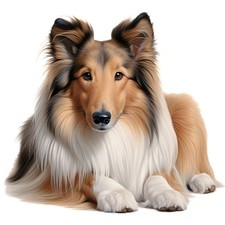 3x Sticker Long Hair Collie