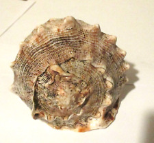 Meeresschnecke Cassis Cornuta - gehörnte Meeresschnecke - Sammlung