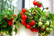 ZIMMERTOMATE rote kleine Partytomaten - Ernte ganze Jahr im Topf, Balkontomate