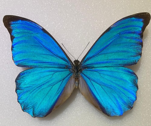Morpho anaxibia männchen - anaxibia,