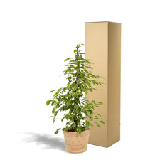 Ficus benjamina Goldenking -