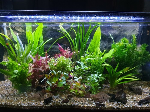 Aquarium pflanzen set - pflanzen,