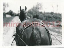 Foto, Wk2, Ostfront, Rumänien, Bucov, Offz. m.Sulky, Pferd v.hinten 2, 5026-636