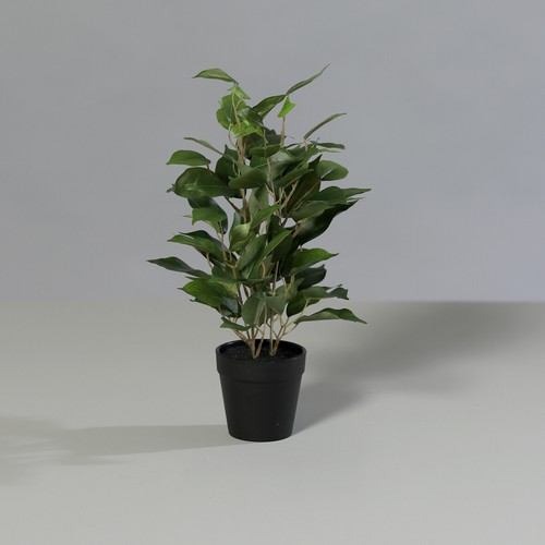 Künstlicher mini ficus - künstlicher, im