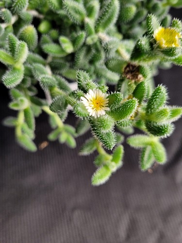 Delosperma echinatum