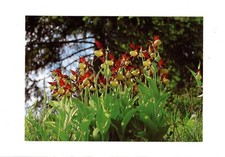 AK Ansichtskarte Schwäbisches Land / Gelber Frauenschuh