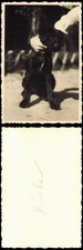 Tiergarten-Berlin Zoologischer Garten: mit dem Hund im Zoo 1941 Privatfoto Foto