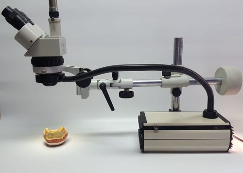 Eickhorst stereo zoom - eickhorst,