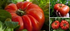 3 Riesen-Tomaten schnellwüchsige immergrüne Obst Gemüse Pflanzen für den Garten