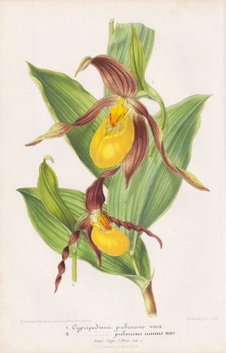 Cypripedium frauenschuh orchid - cypripedium,