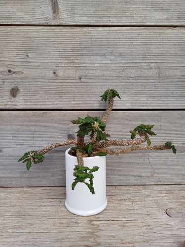 Euphorbia decaryi - , v