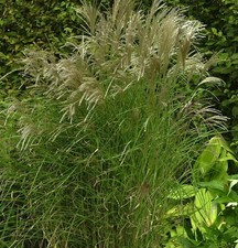 Chinaschilf Kleine Fontäne -