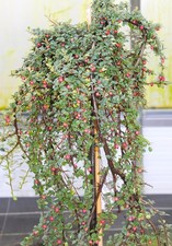 Zwergmispel Coral Beauty Cotoneaster dammeri Hochstamm 80 - 100 cm Mispel