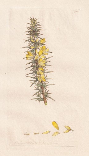 Ulex nanus stechginster - ulex,