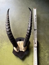 Steinbockgeweih mit