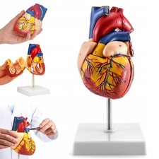 Menschliches Herz Modell für