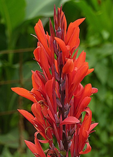 Samen canna blumenrohr - i!, canna-blumenrohr