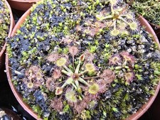 3xDrosera