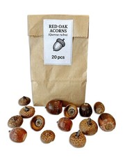 Eicheln der Roteiche – Set