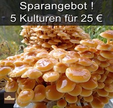Sparangebot! Flümy, Pilze