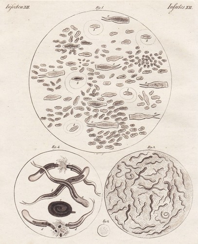 Bakterien bacteria infusion - bakterien,