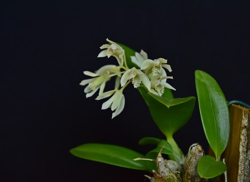 Dendrobium delacourii orchidee - delacourii,