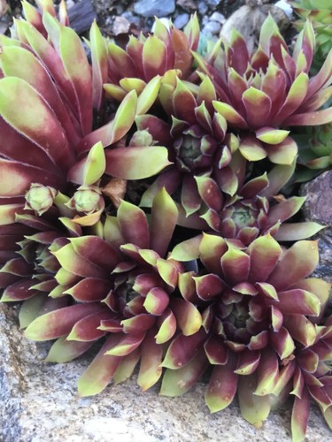 Hauswurz sempervivum - hauswurz,
