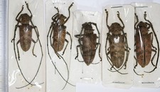 Nemophas phillipinensis, rare