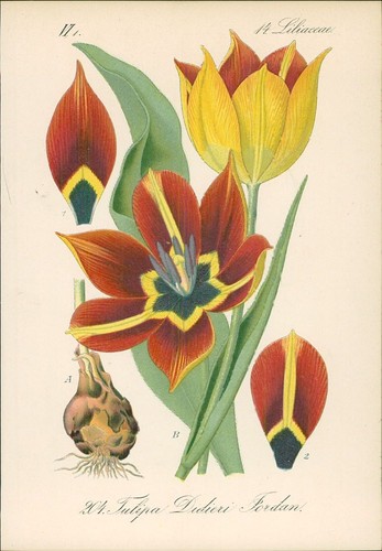 Chromolithographie didiers - chromolithographie,