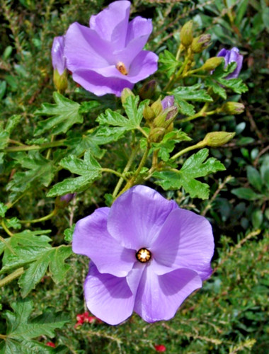 Samen vom blauen hibiskus - samen,