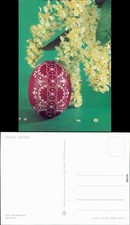 Glückwunsch/Grußkarten