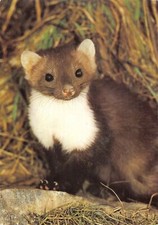 US4274 Steinmarder Foto: Heinz