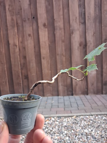 Bergahorn pre bonsai - pre,