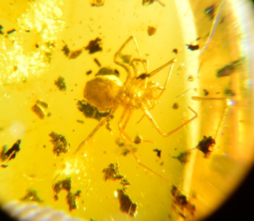 Große spinne - große, in