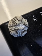  Seeigel Galerites Steinkern
