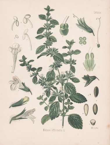 Melissa officinalis