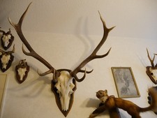 Jagdtrophäe Geweih