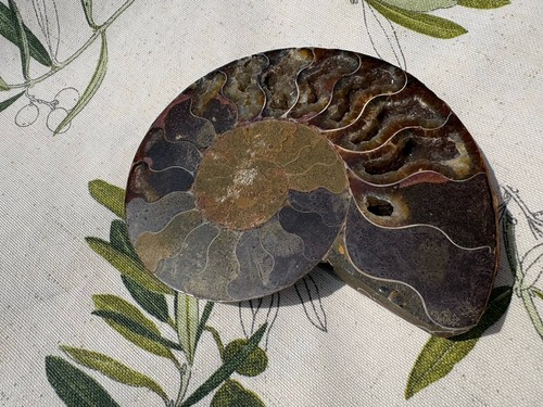 Ammonit tierfossil - -,