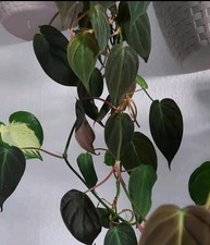 Philodendron micans - ", "