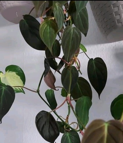 Philodendron micans - ", "