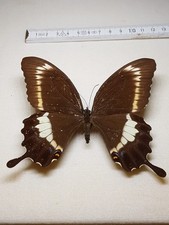 Papilio Fuscus