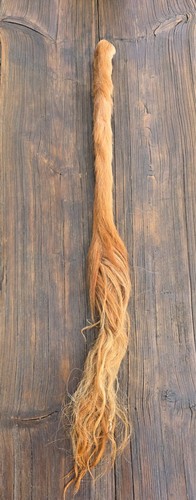 Kuhschweif ochsenschweif - kuhschweif,
