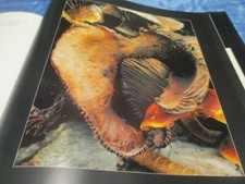 Dr. Bernhard Sacher , Focussierte Faszination , Foto  Kunst  Bildbände , TOP  2