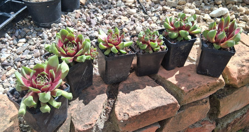 Sempervivum mutation fantasy - mutation,