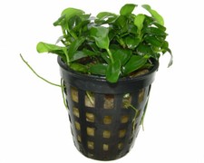 1 Topf Anubia barteri var. nana Petite, barschfest, Aquarium, Aufsitzer-pflanzen