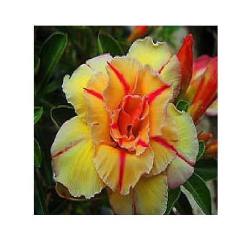 Adenium obesum tongake - 3x,